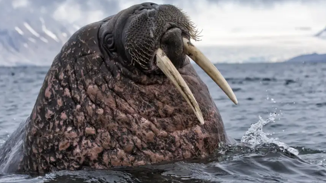 A walrus defending her cubs has sunk a Russian Navy boat
