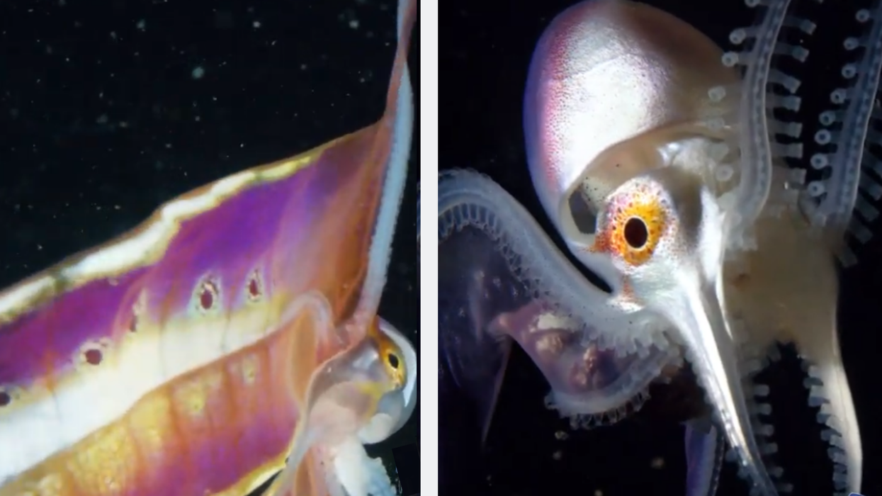 Incredible footage captures the world's most feminist octopus in all her glory