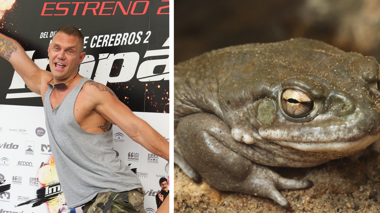 Spanish porn star Nacho Vidal arrested after man dies in psychedelic toad ritual