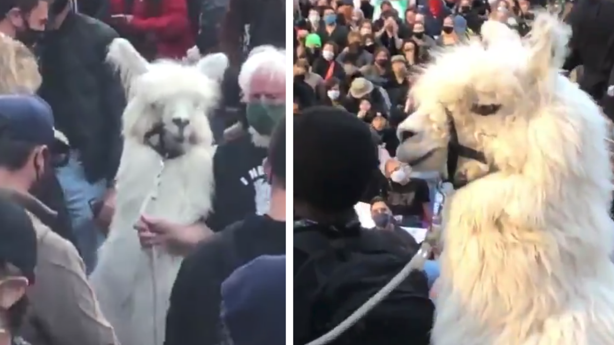 Caesar the 'no drama llama' went to a Black Lives Matter protest and police almost teargassed him