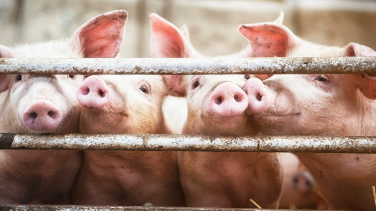 Thousands of pigs were roasted alive in gruesome 'mass extermination' at 'ethical' Iowa pork farm, investigation reveals