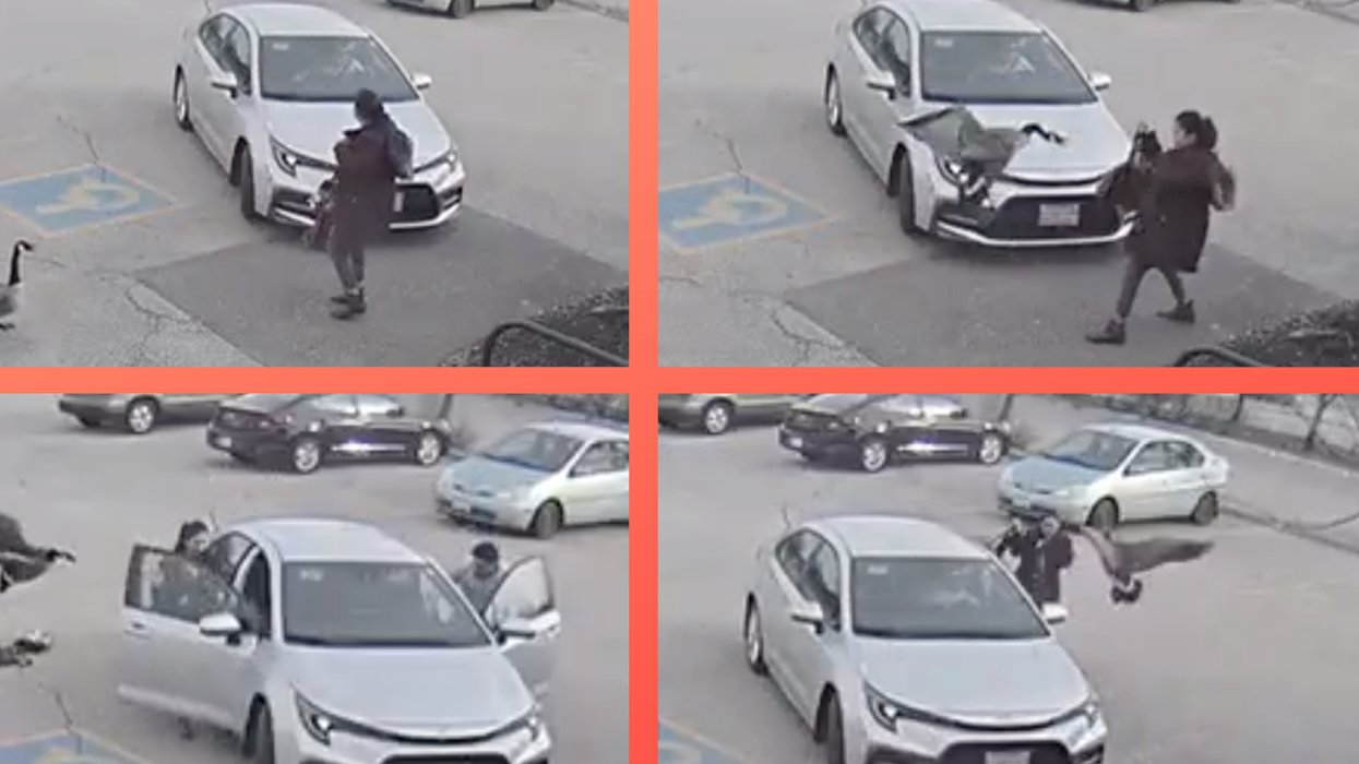 Unbelievable footage shows woman chased around a parking lot by a giant goose which flies all the way into her car