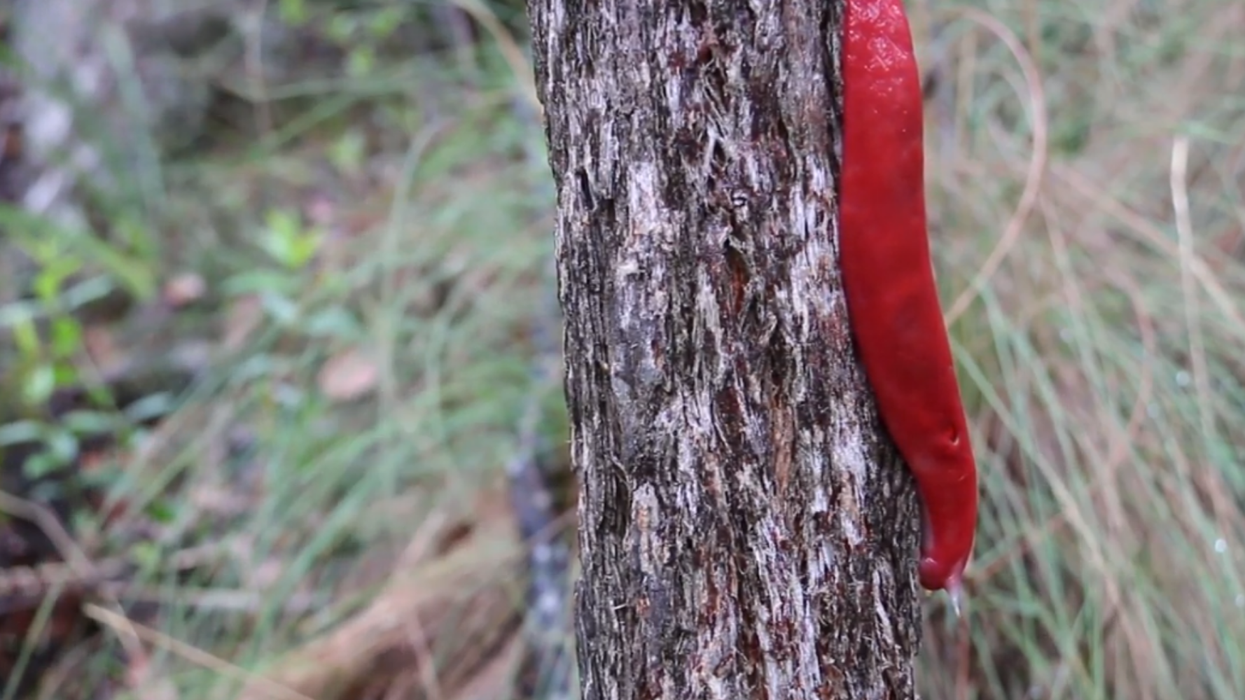 This bright pink slug has survived the Australian bushfires