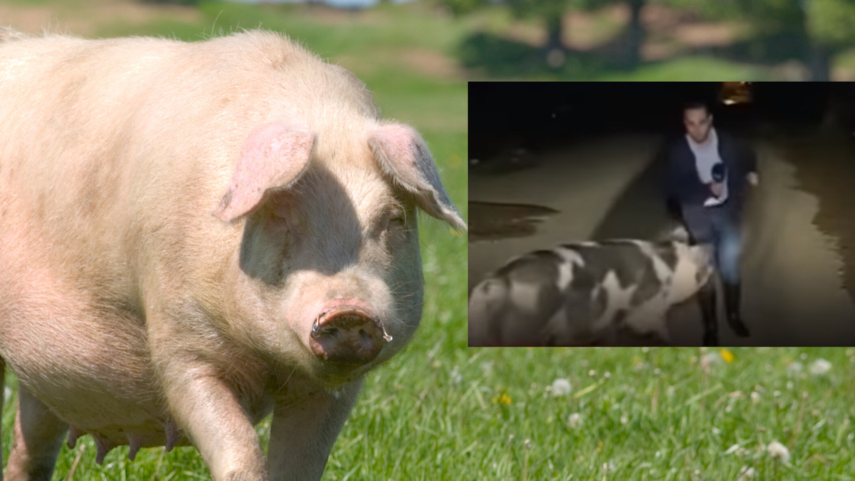 Journalist struggles to read the news while being chased by a giant pig on live TV