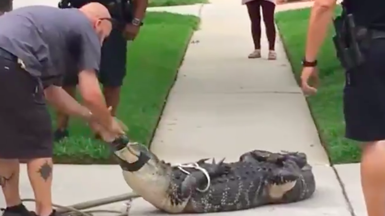 Video shows 8-foot alligator knocking trapper unconscious
