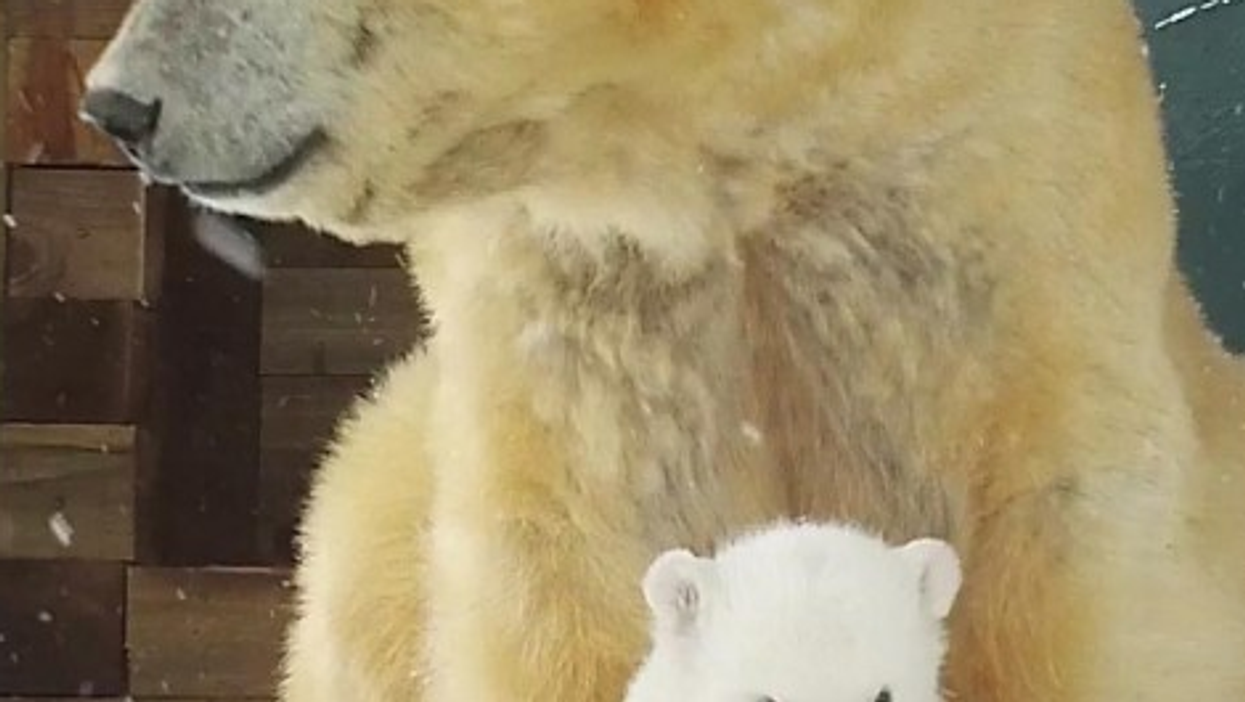 First polar bear cub born in the UK for 25 years ventures outside