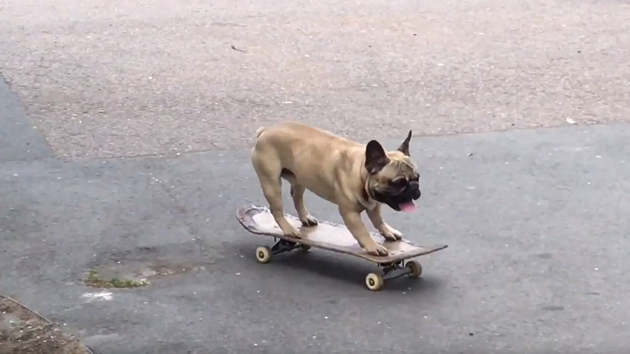 If you've been struggling with today's news, here's a skateboarding dog