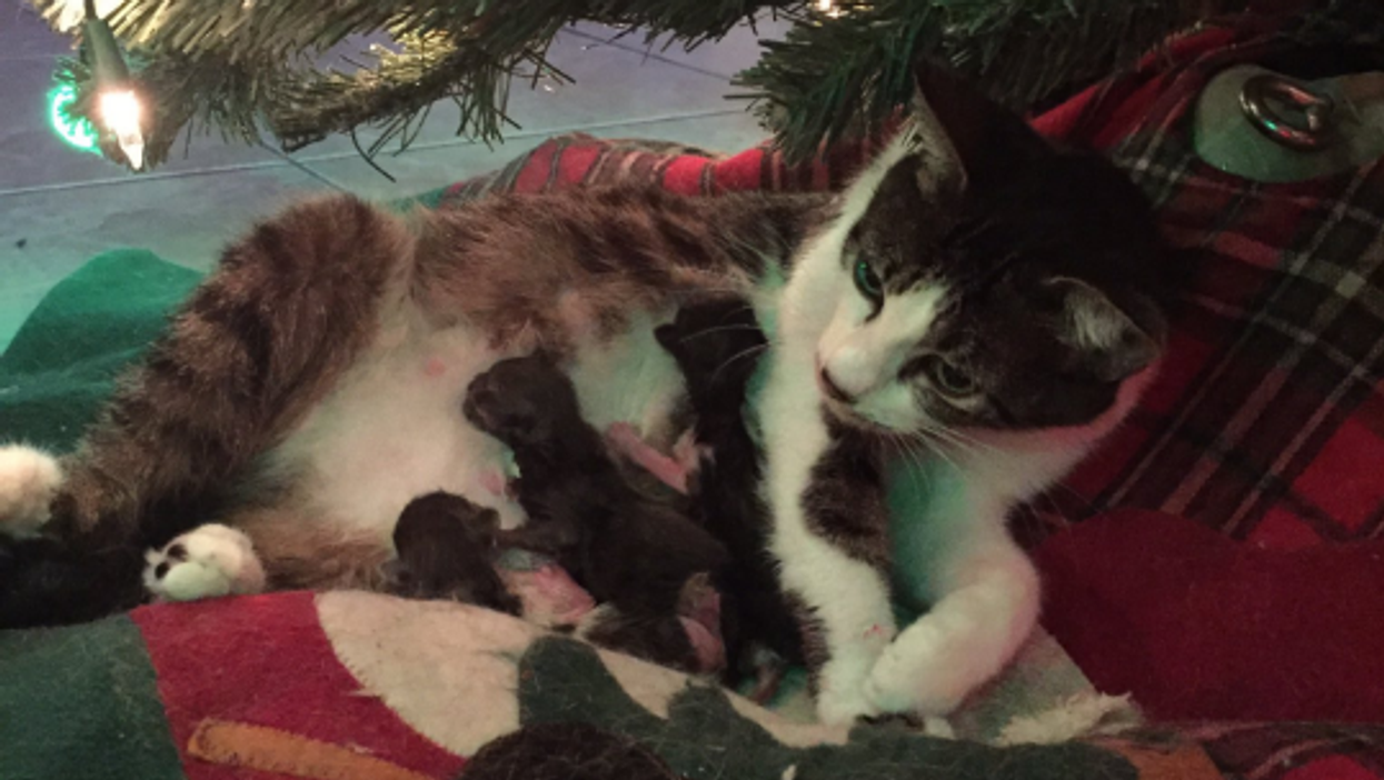 This family found their cat giving birth under their Christmas tree