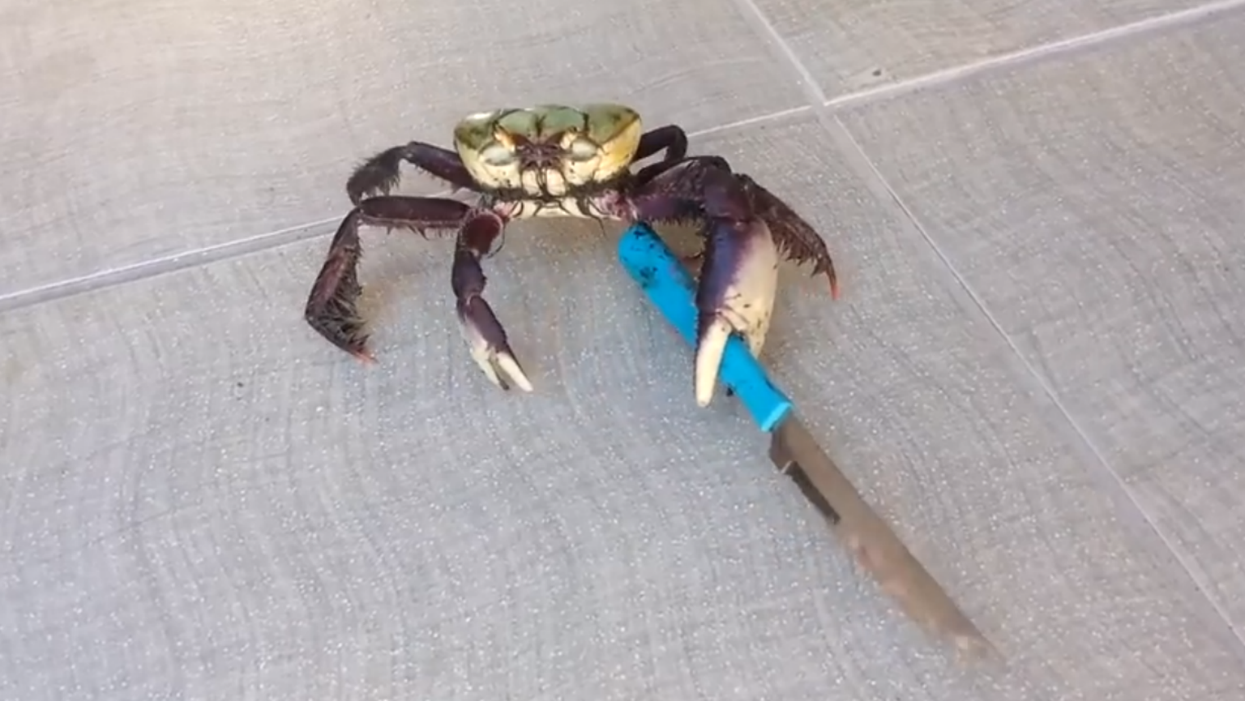 The internet is baffled by 'Hitler crab', the angry knife-wielding crustacean