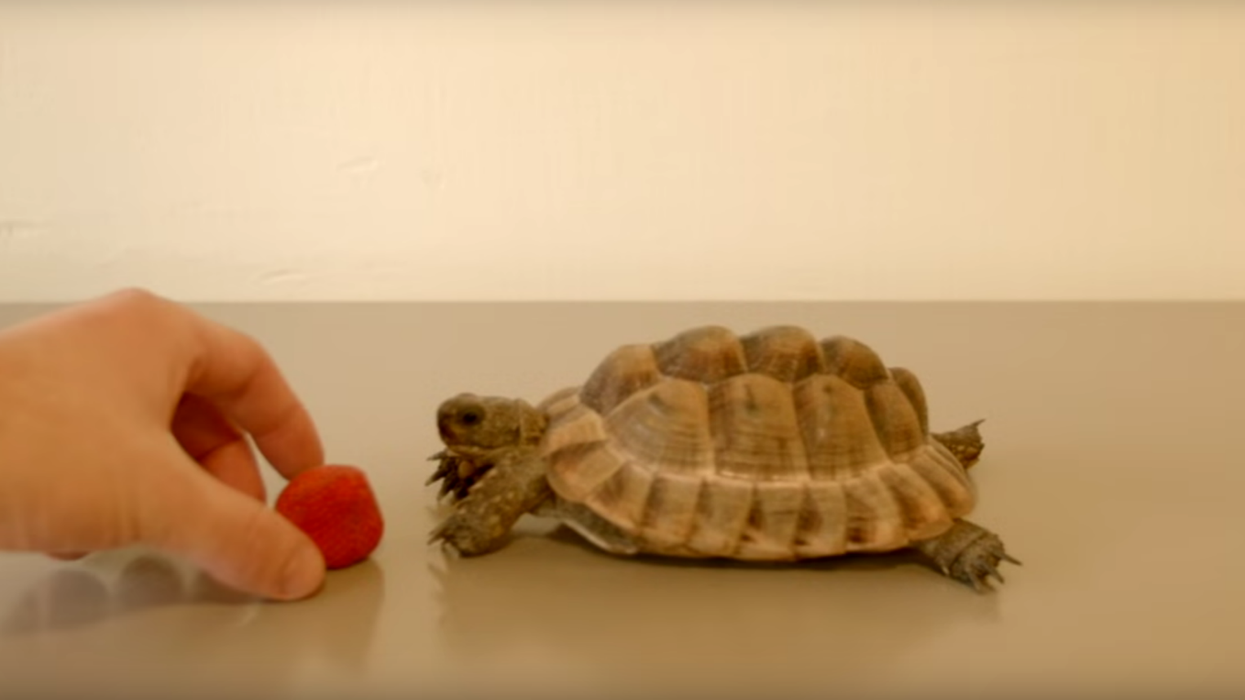 Alan Rickman made this video with a tortoise eating a strawberry to help the refugee crisis