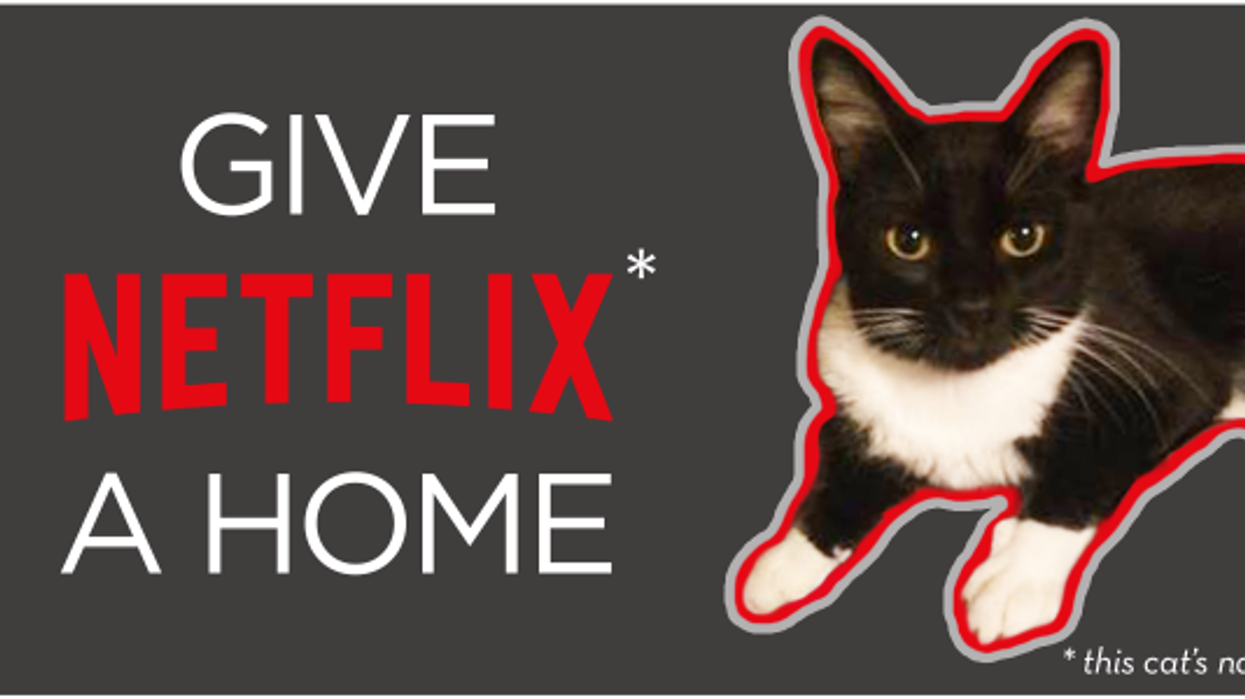 Available now on Netflix: This cat