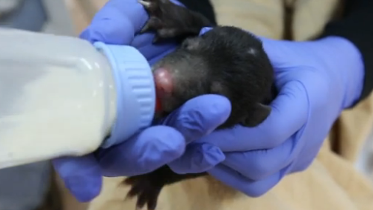 There is a livestream of a newborn bear. This is not a drill
