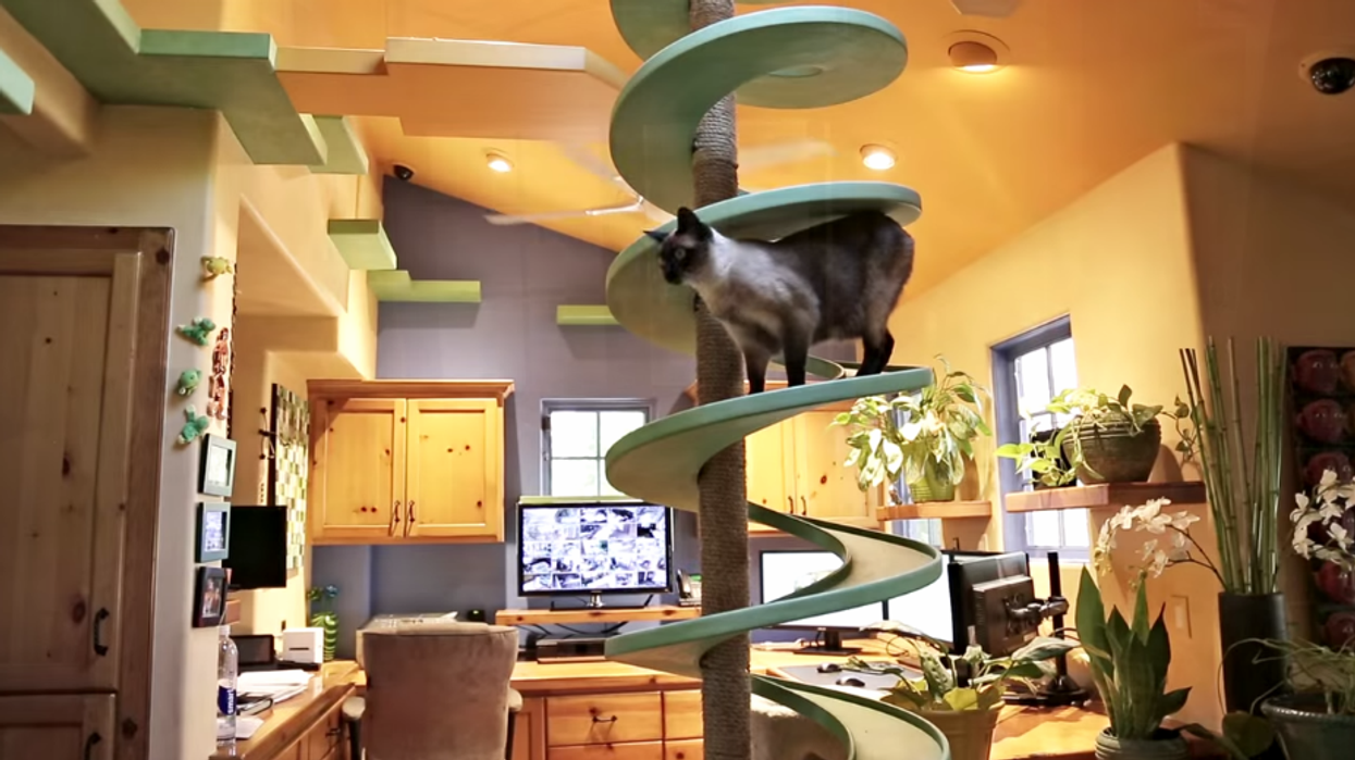 This hero has turned his house into a cat playground