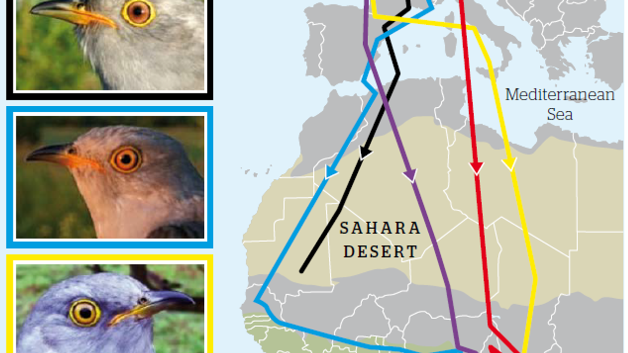 Cuckoo migration patterns are actually very interesting indeed