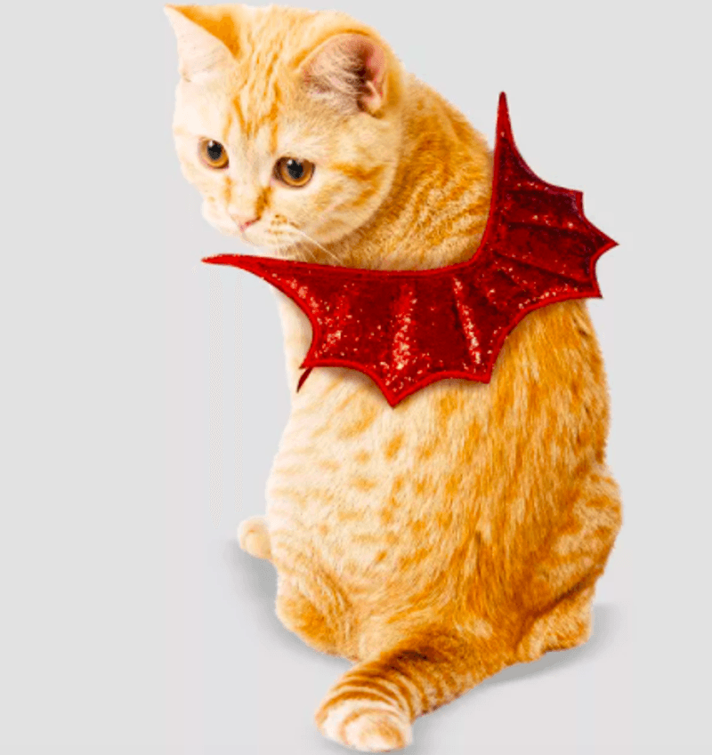 Devil Cat Costume Isolated Cute White Cat With A Halloween Demon