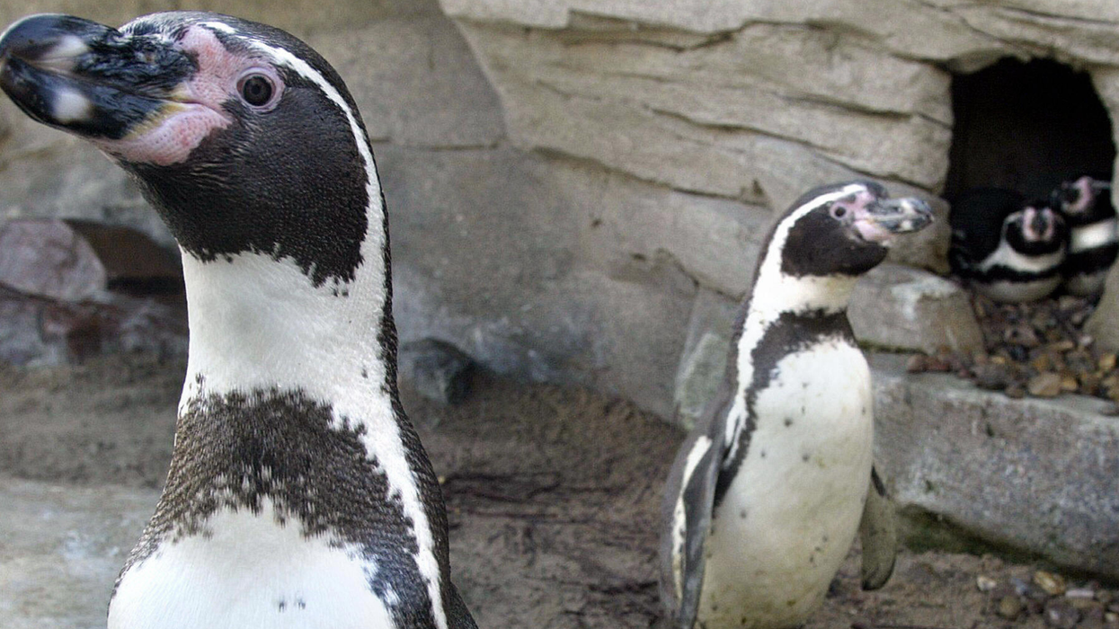 Drama in the queer penguin community as gay penguins steal eggs from lesbian couple