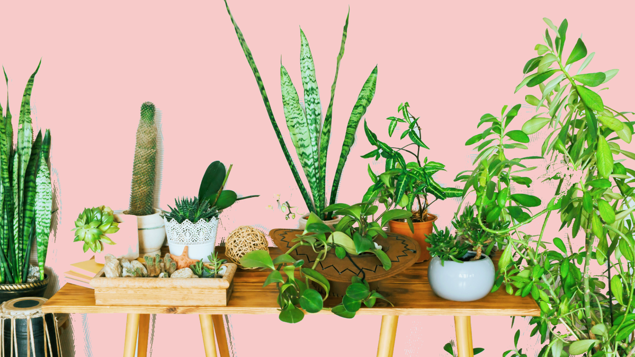 How eco-friendly are house plants?