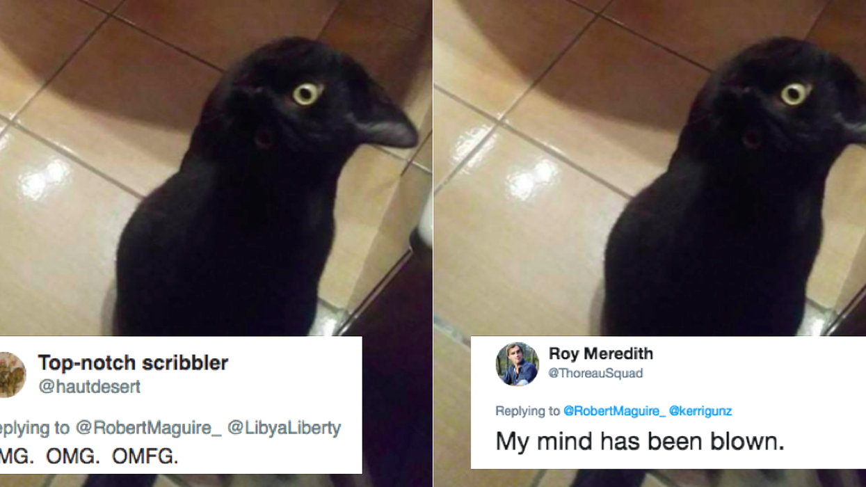 This photo of a crow has gone viral because all it not as it seems