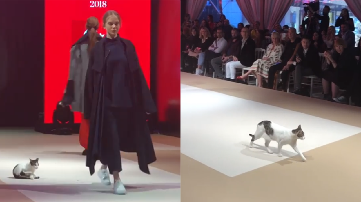 A cat just walked the catwalk in Turkey - and it's glorious