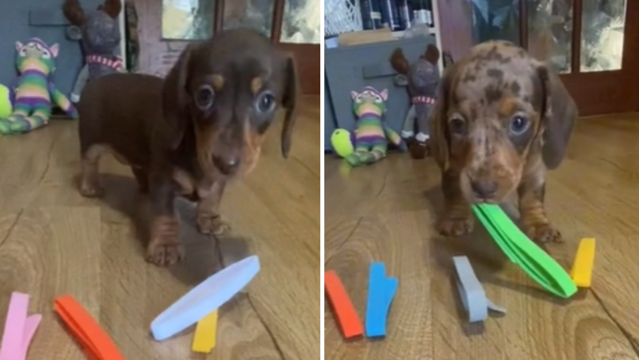 Cute dachshund puppies picking their own collars go viral on TikTok