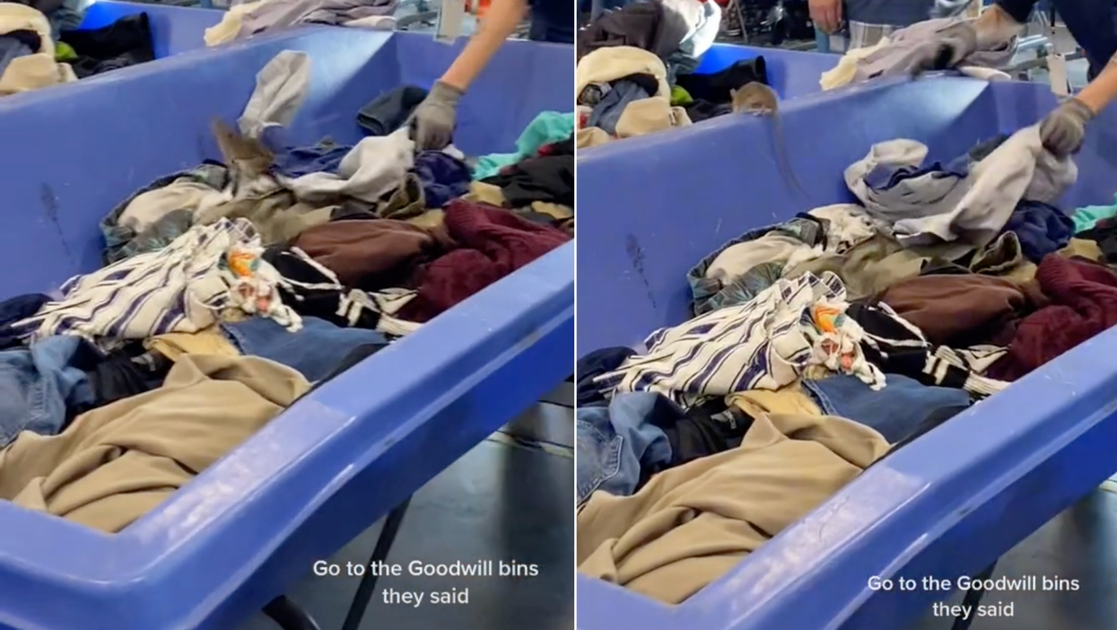 Rat seen running through thrift shop clothing bins in viral TikTok