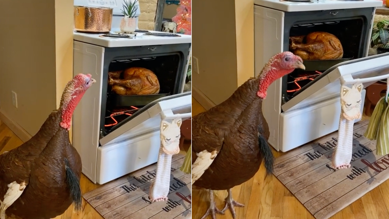 Viral TikTok of a live turkey next to one in the oven sparks huge backlash
