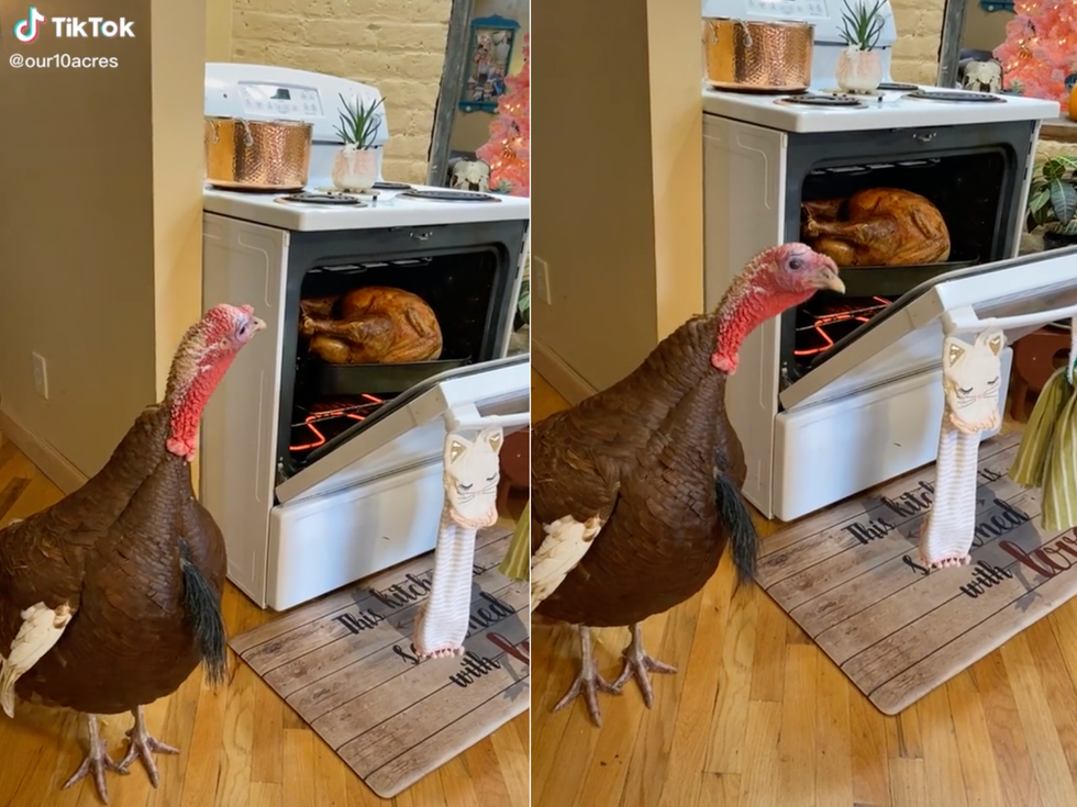 Viral TikTok of a live turkey next to one in the oven sparks huge backlash  | indy100