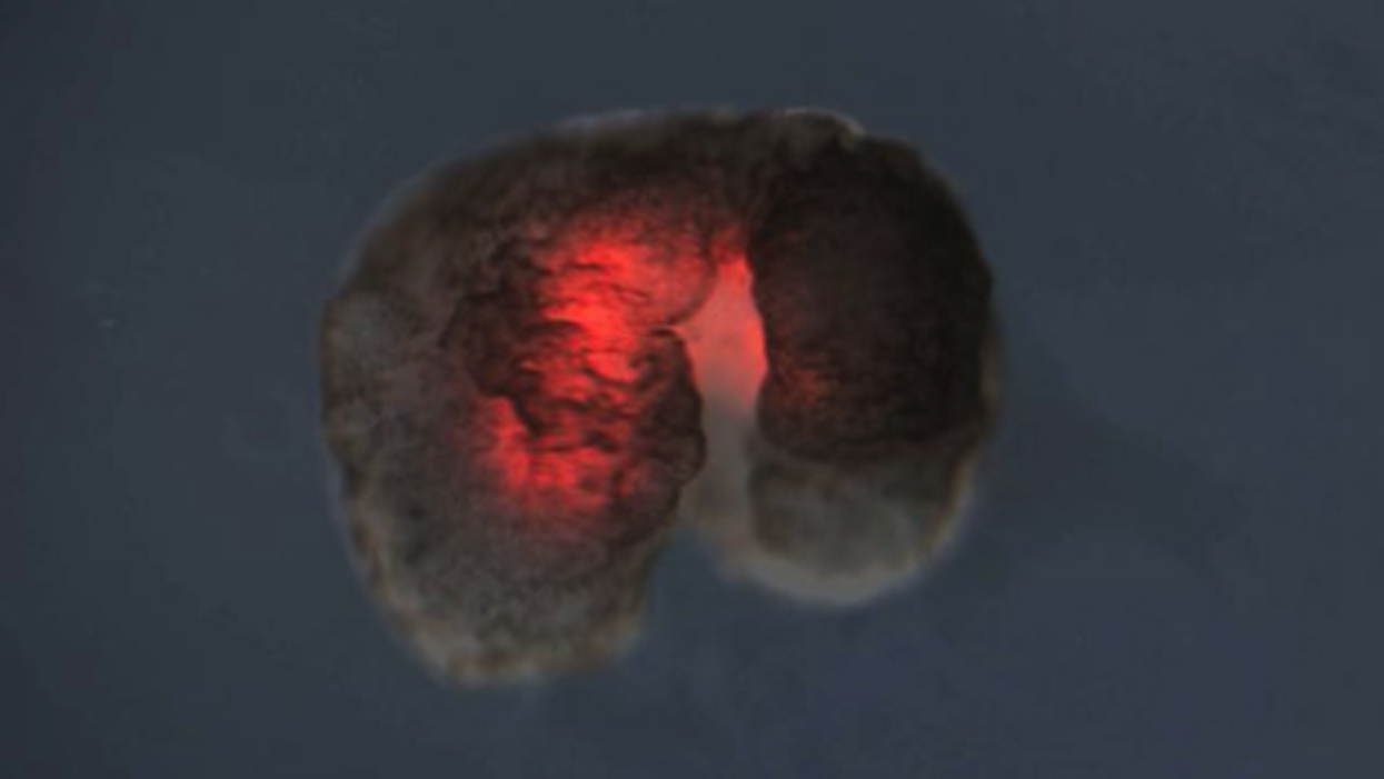 Scientists create the world’s first ever reproducing robots thanks to ‘Pac-Man shape’