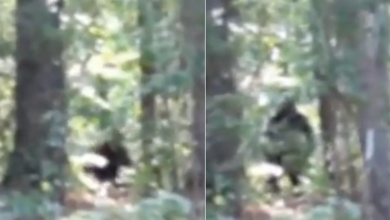 New ‘bigfoot footage’ has experts admitting that ‘it could be real’
