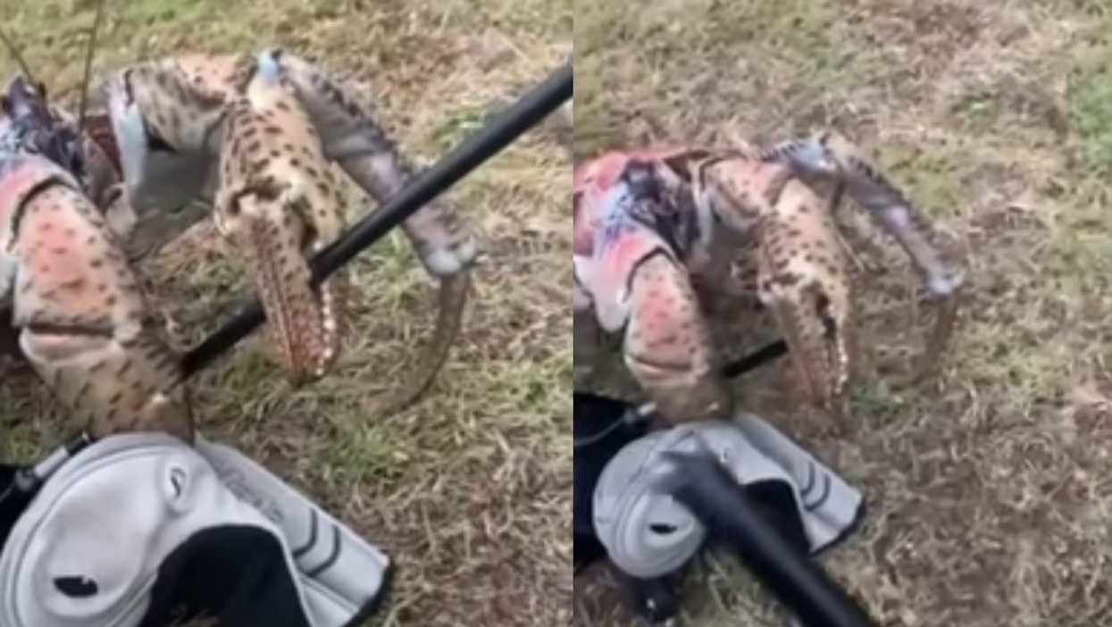 Footage captures moment massive coconut crab snaps golf club in half with just its claw