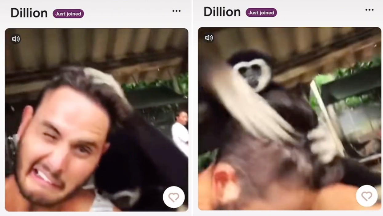 Man features video of him getting slapped by a monkey on his Hinge profile
