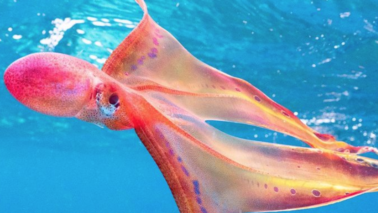 Footage captured of incredibly rare 'rainbow-hued' octopus in Great Barrier Reef
