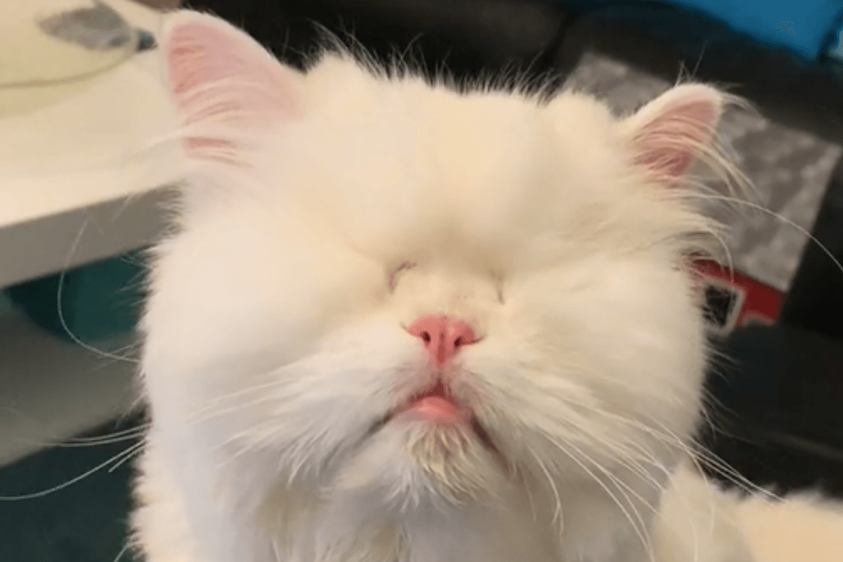 Persian cat with no eyes becomes viral star