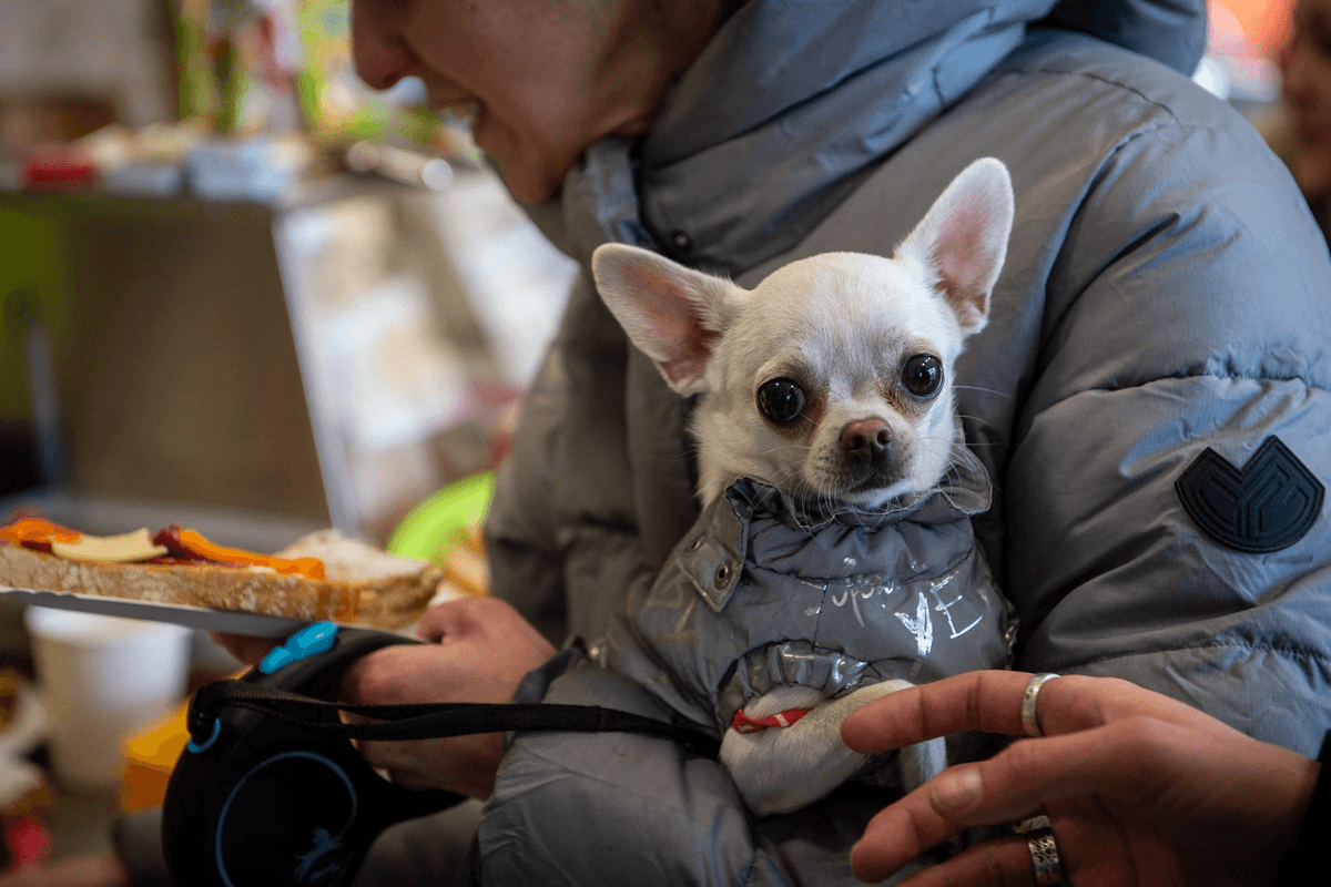 Fleeing Ukrainian woman carries large elderly dog 10 miles across border on her shoulders