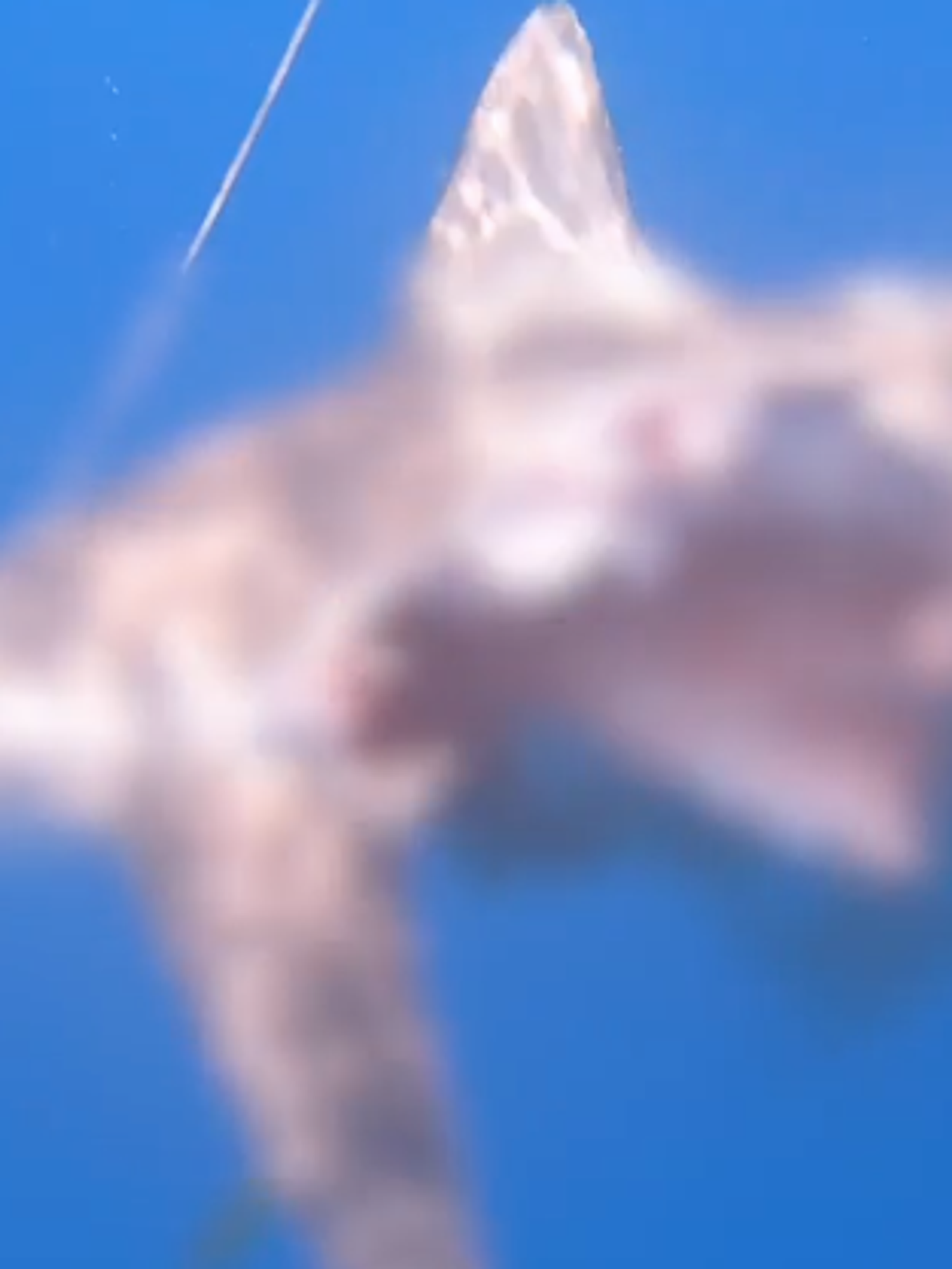 Scientist captures footage of ‘half-eaten zombie shark’ following cannibal attack