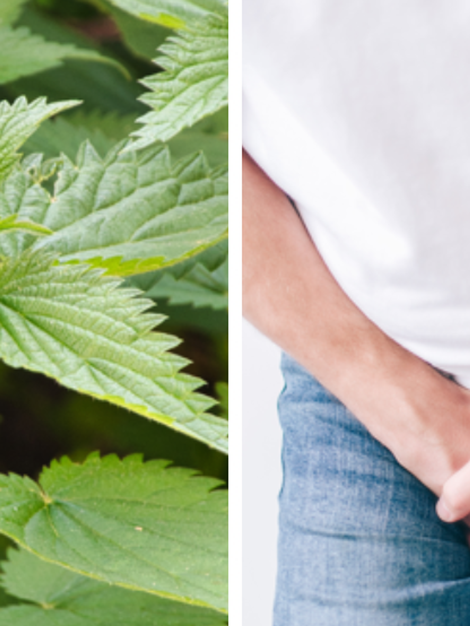 A male contraceptive pill could use stinging nettles to stop sperm