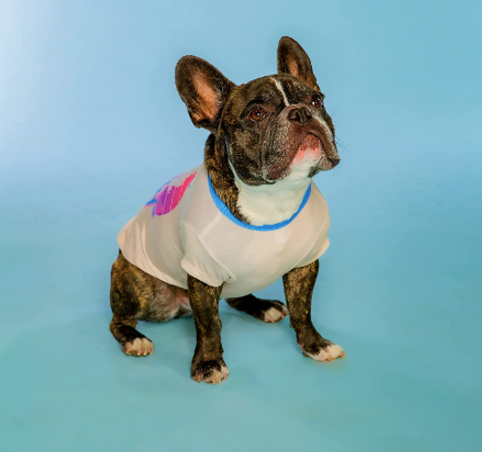 dolly-parton-launches-adorable-pet-clothing-line-doggy-parton-indy100