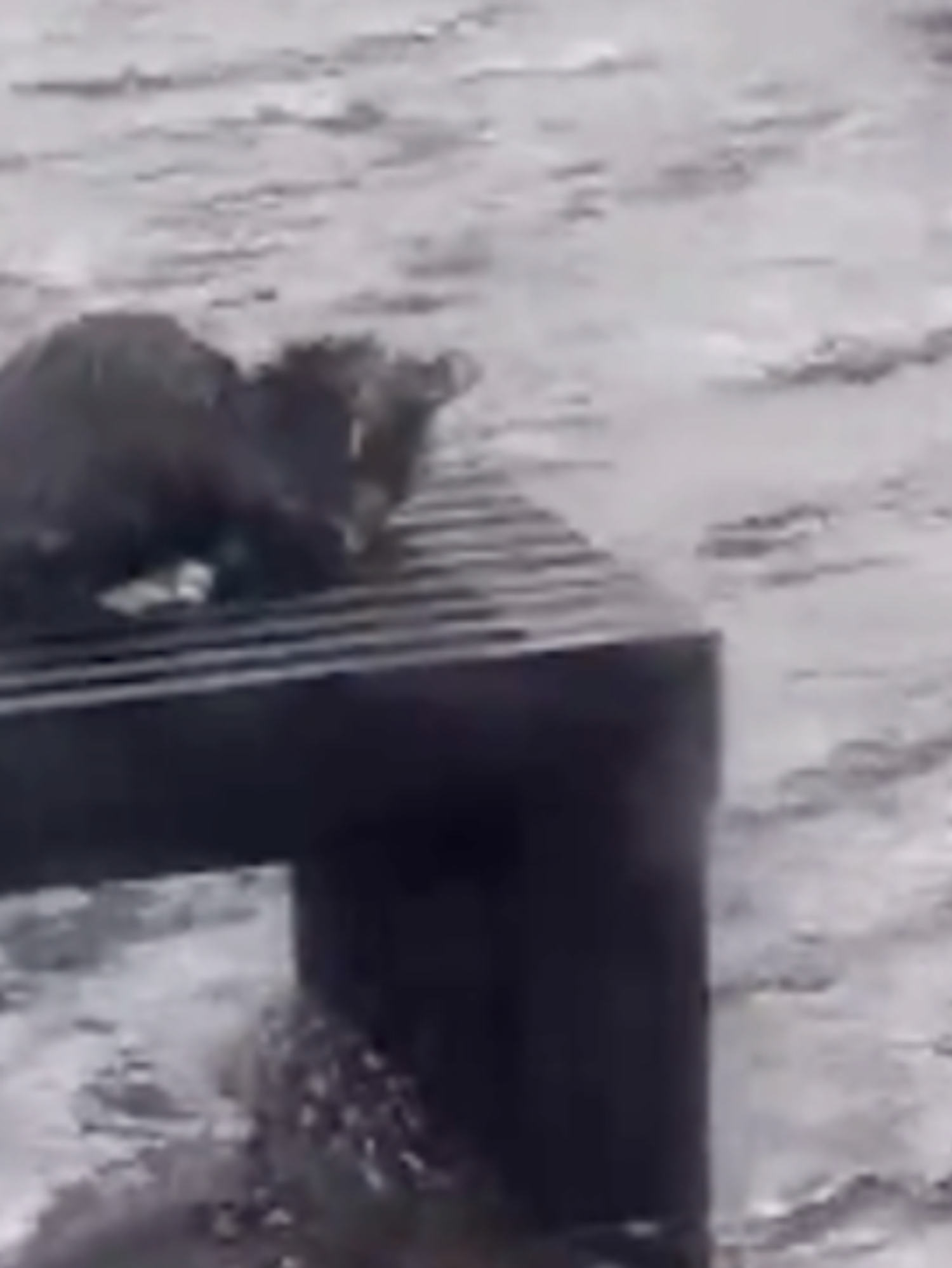 Weatherman sparks debate after 'failing to rescue stranded kitten during Hurricane Ian'