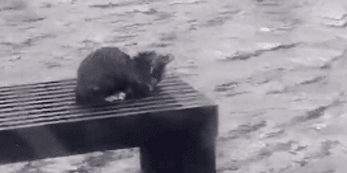 Stranded Kitten Weatherman sparks debate after 'failing to rescue stranded kitten ...
