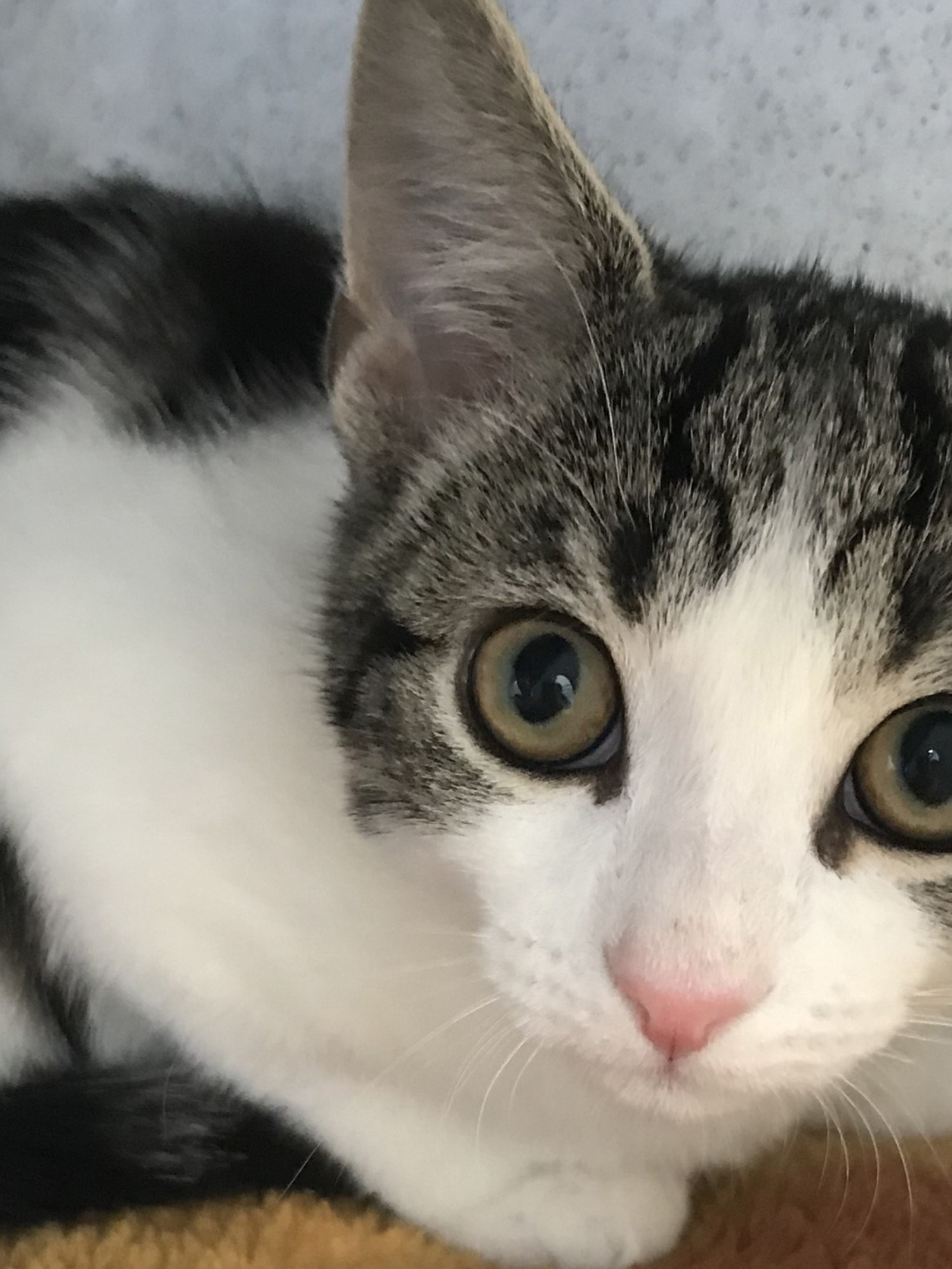 Cat charity seeking home for 'non-binary' kitten