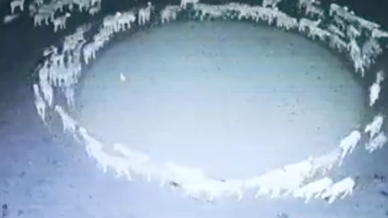 The mystery of the sheep who walked in a circle for days might have been solved