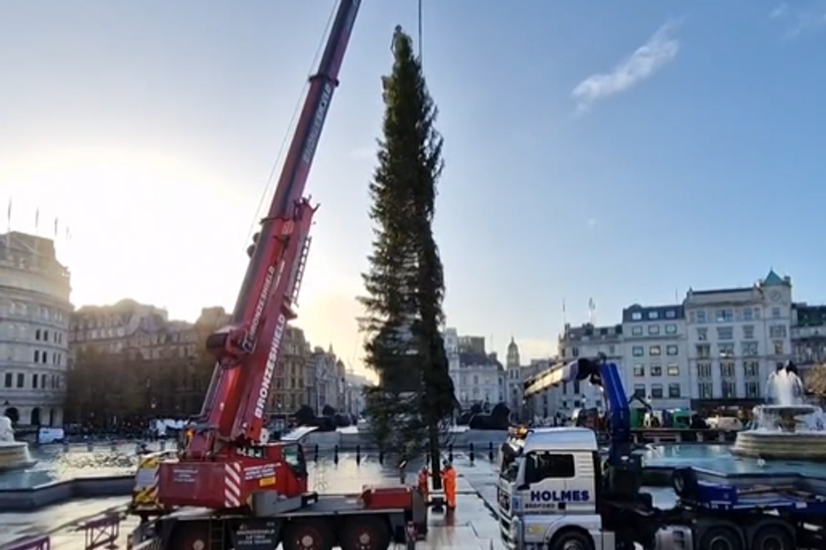 The Trafalgar Square Christmas tree has arrived and it sums up the state of Britain right now