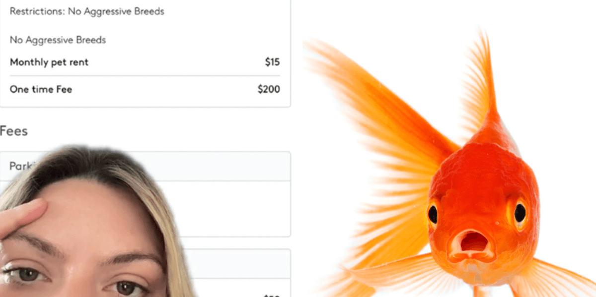 To Rent Fish Landlord charges $200 rent for tenant's pet fish | indy100