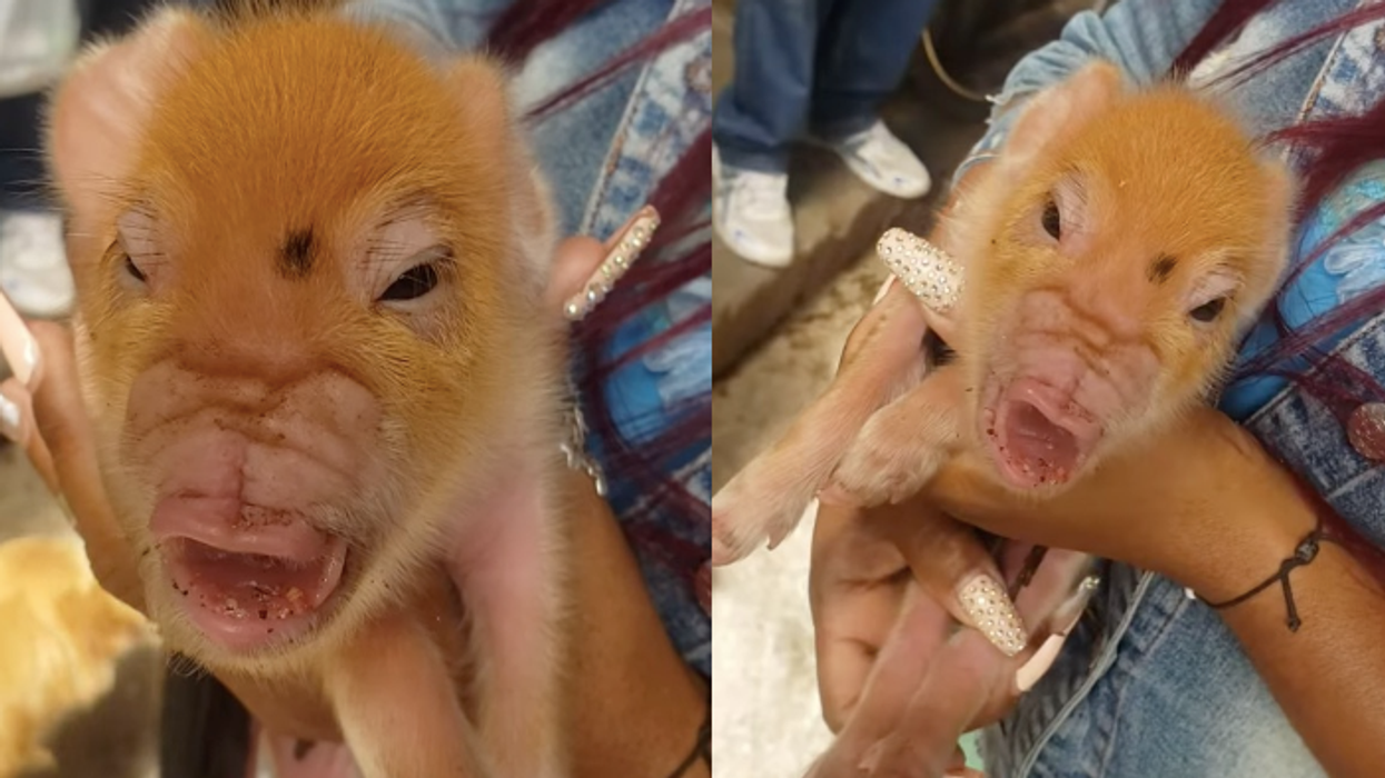 'Mutant' pig born without a snout