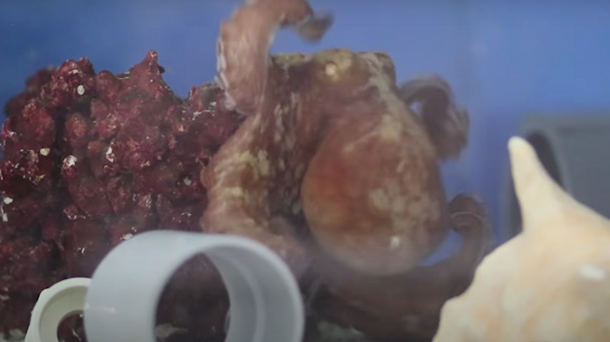 Octopus has a 'nightmare' in amazing footage captured by scientists