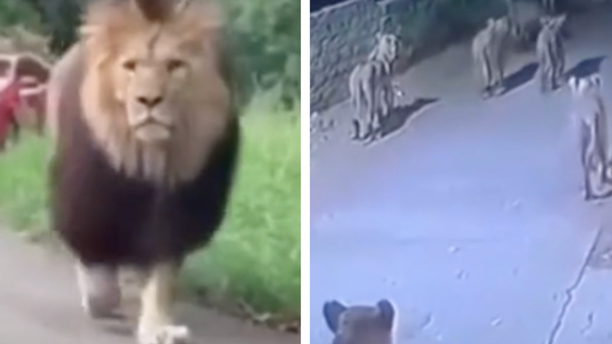 Are zoo animals being let free during the French riots?