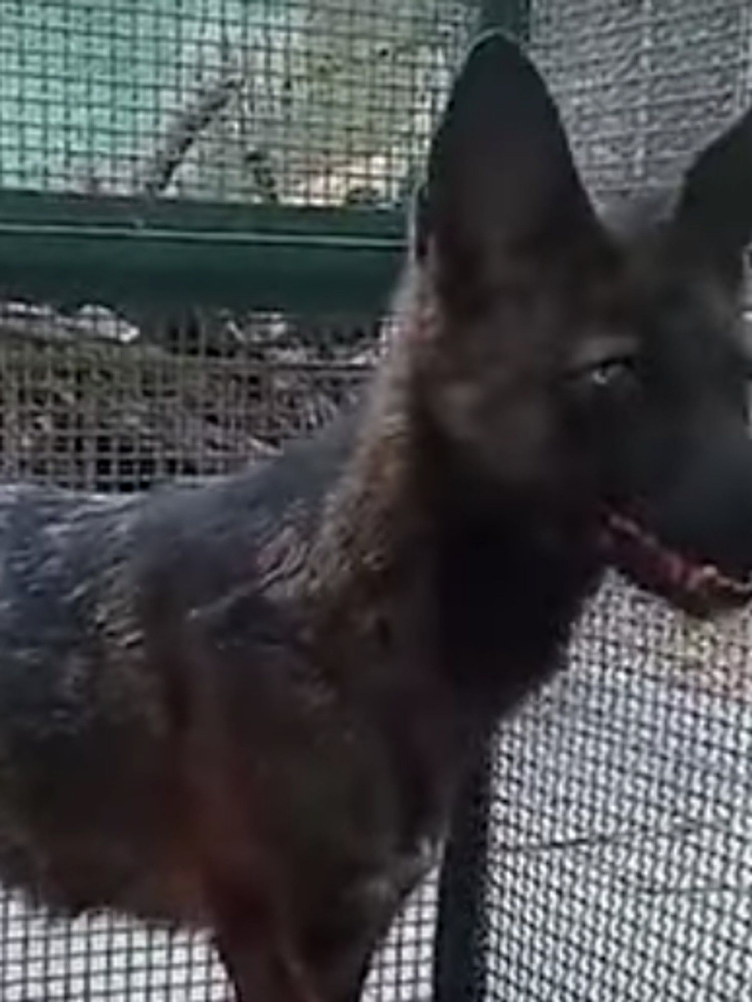 A dog has successfully bred with a fox to create a rare hybrid