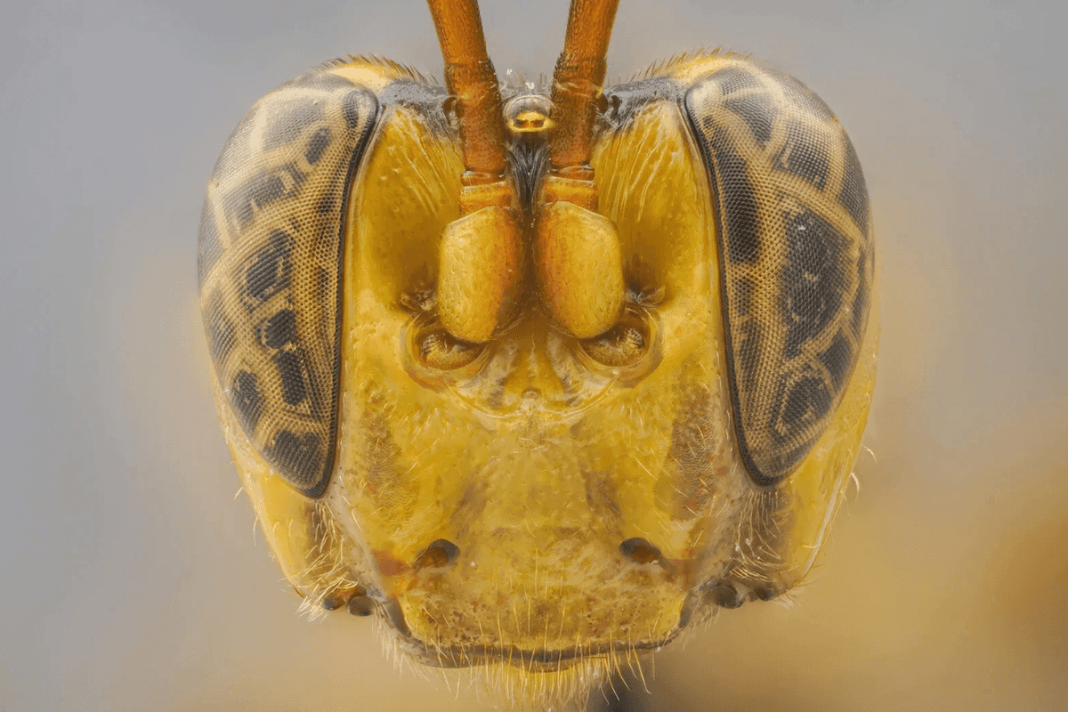 Parasitic wasp with a giant head has been discovered and it's the stuff of nightmares
