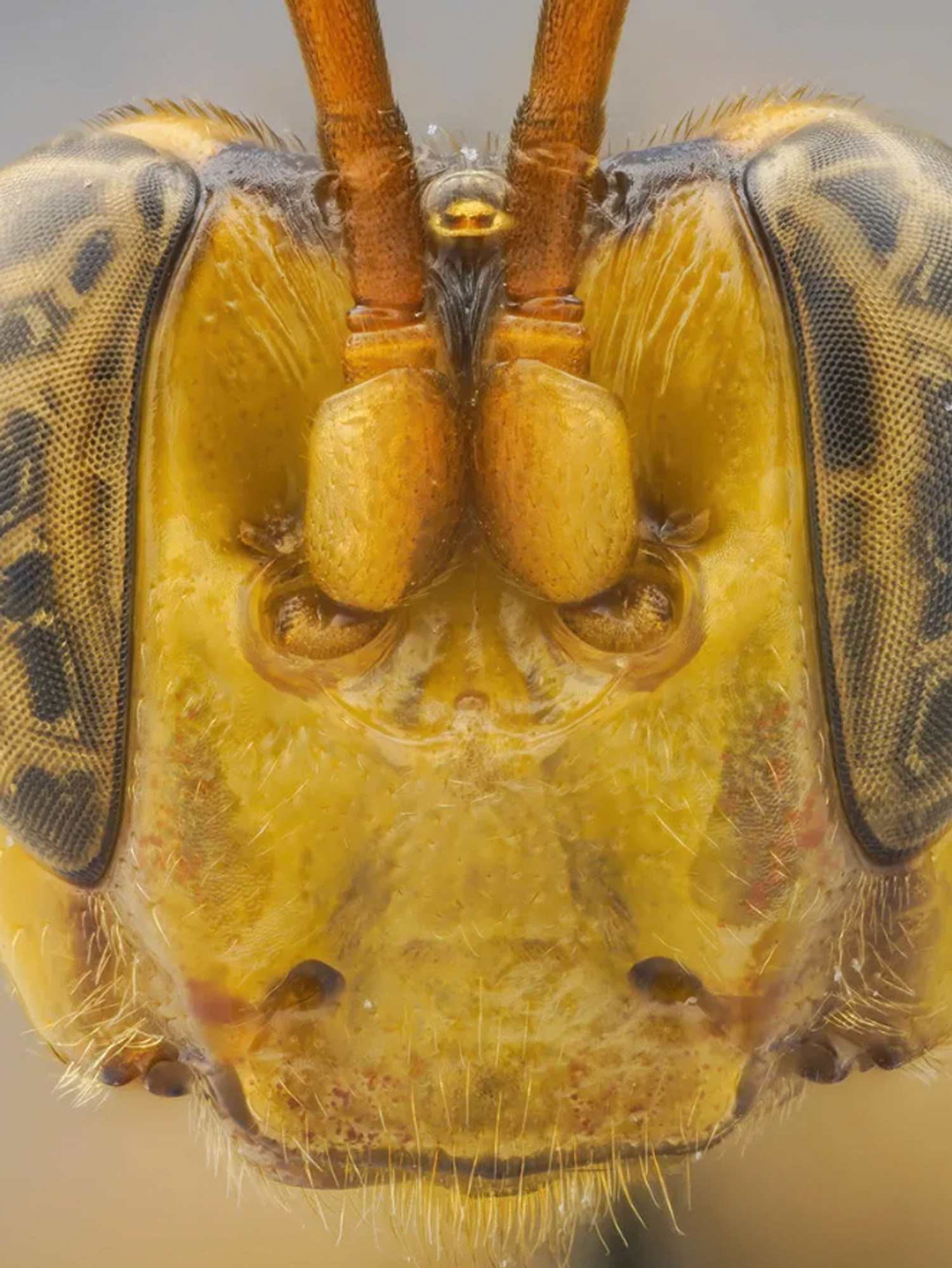Parasitic wasp with a giant head has been discovered and it's the stuff of nightmares