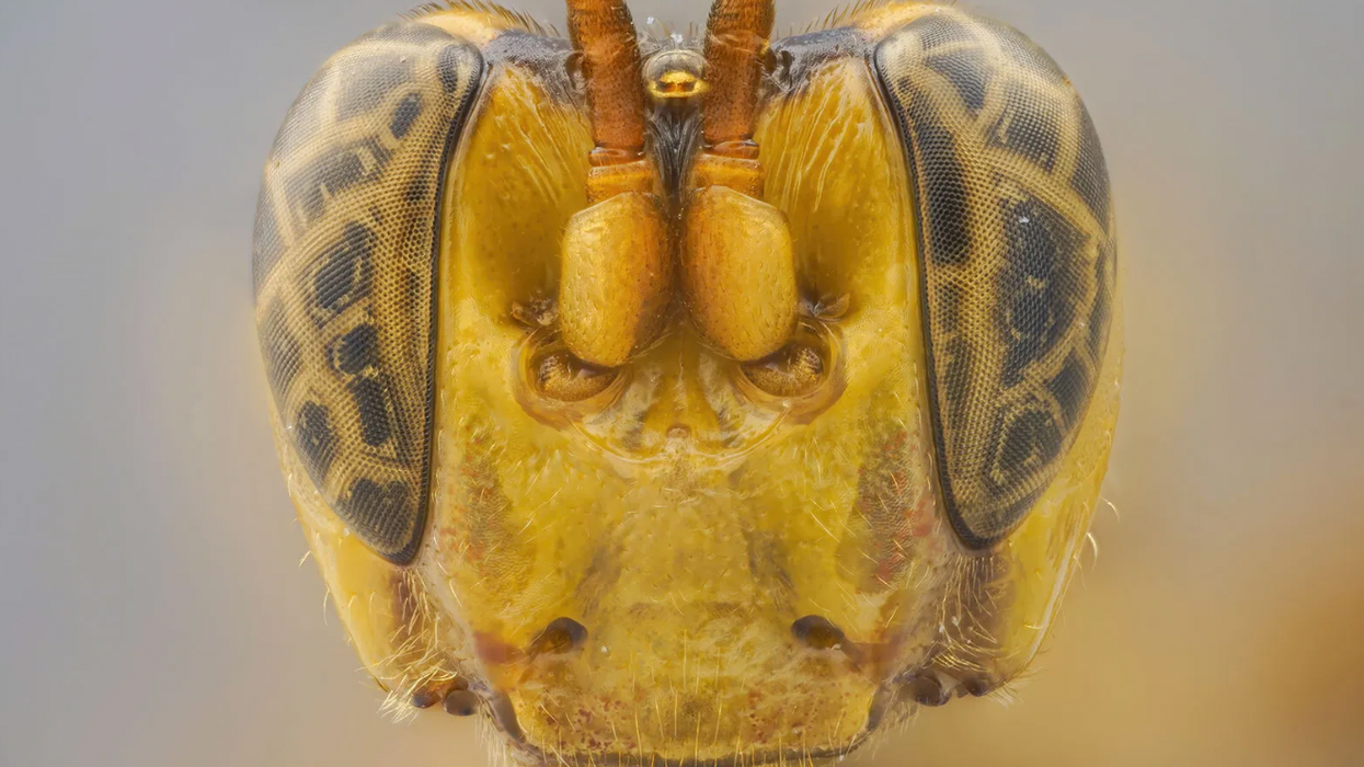 A parasitic wasp with a giant head has been discovered and it's the stuff of nightmares
